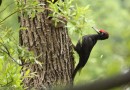Black woodpecker ©  Mark Elliott
